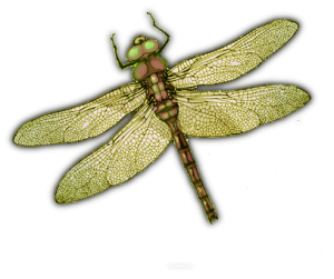 Dragonfly PNG-26268